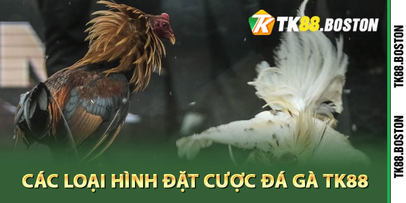 Các loại hình đặt cược đá gà TK88