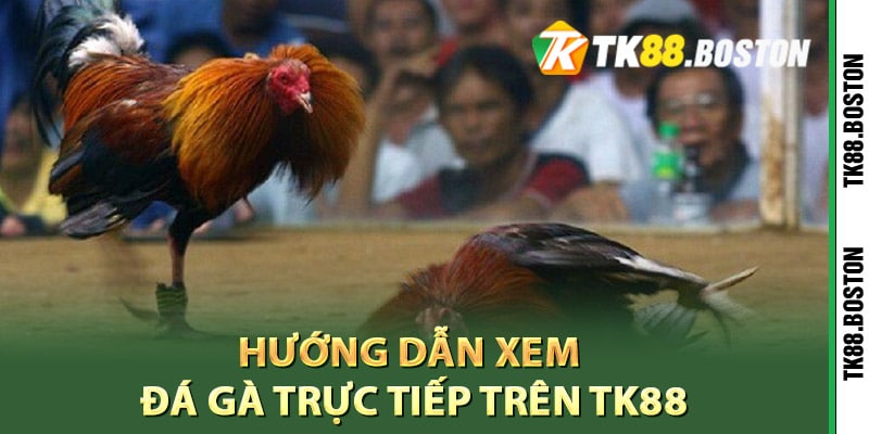 Hướng dẫn xem đá gà trực tiếp trên TK88