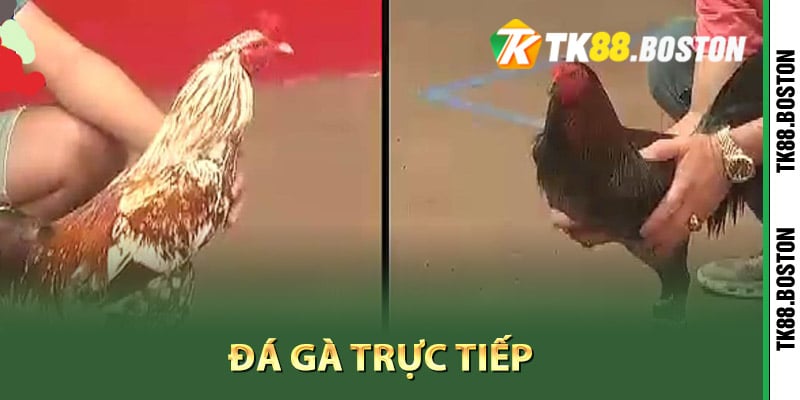 Khái niệm về đá gà trực tiếp