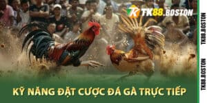 Kỹ năng đặt cược đá gà trực tiếp chuyên nghiệp